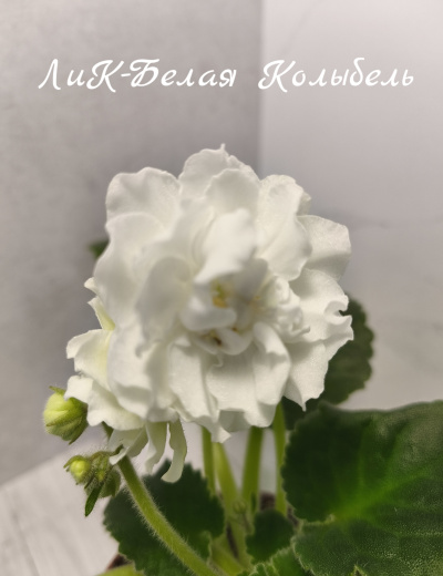ЛиК-Белая Колыбель