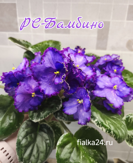 РС-Бамбино