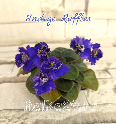 Indigo Ruffles (Harrington)