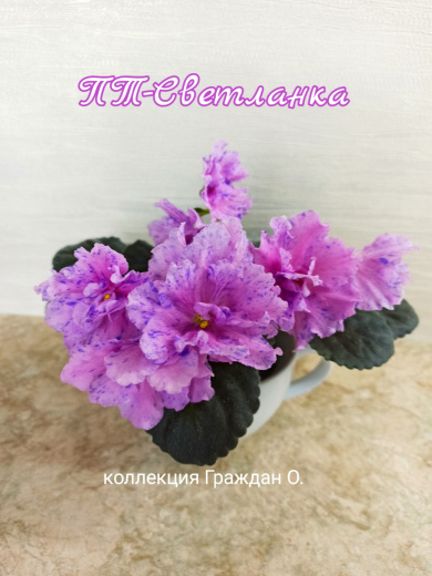 ПТ-Светланка