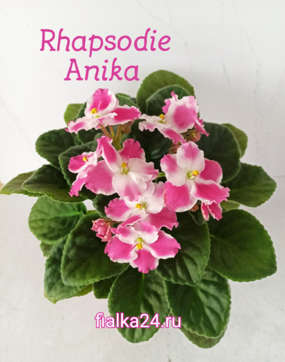 Optimara Rhapsodie Anika (Holtkamp)