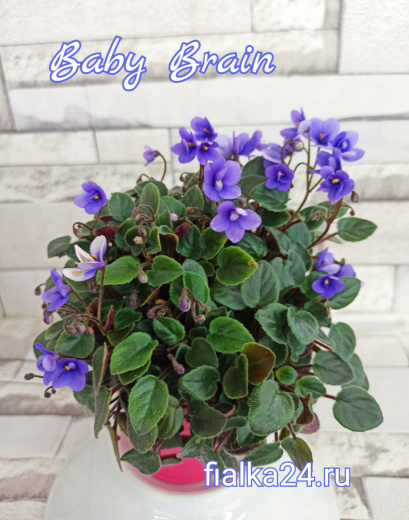 Baby Brian (Tracey)
