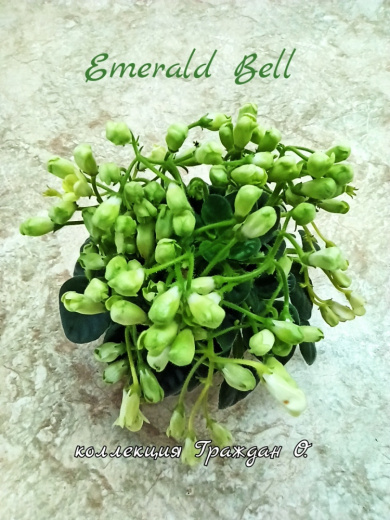 Emerald Bell (О.Бышева)