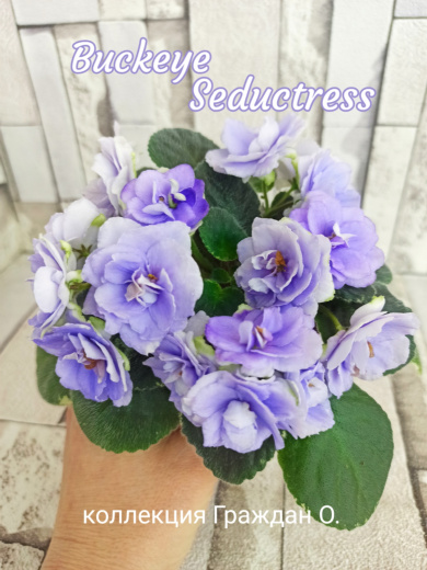 Buckeye Seductress (Hancock)