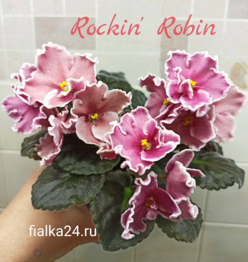 Rockin’Robin (Sorano)