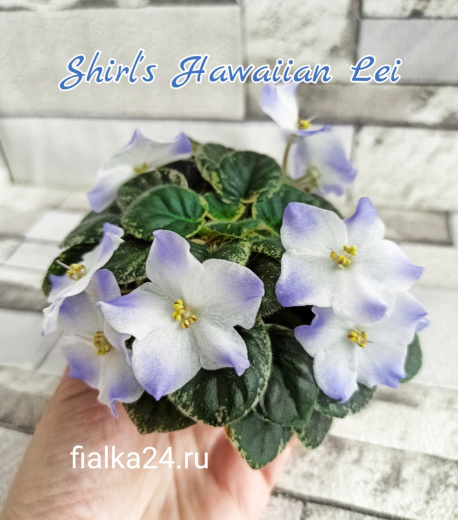 Shirl's Hawaiian Lei (Sanders)