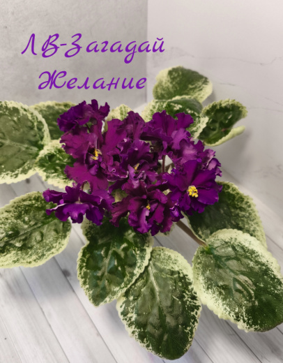 ЛФ-Загадай Желание
