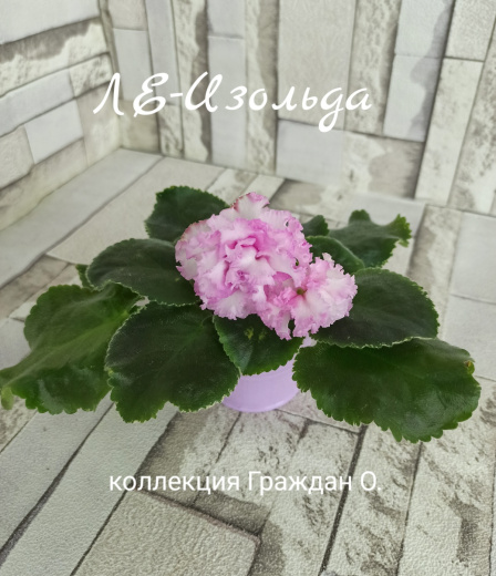 ЛЕ-Изольда
