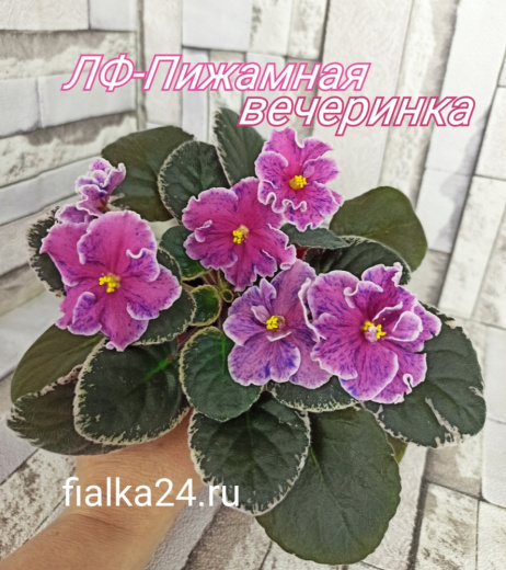 ЛФ-Пижамная Вечеринка