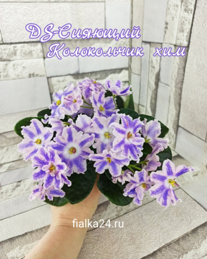 DS-Сияющий Колокольчик (химера)