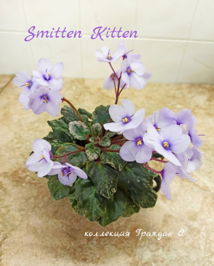 Smitten Kitten (Sorano)