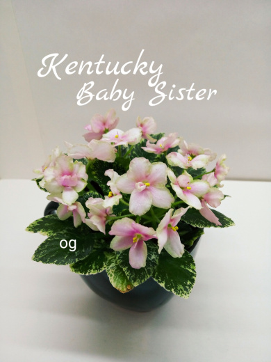 Kentucky Baby Sister (Rollins)