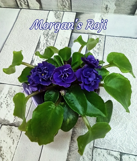 Morgan's Roji (Eros)