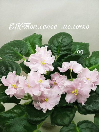 ЕК-Топленое молочко 