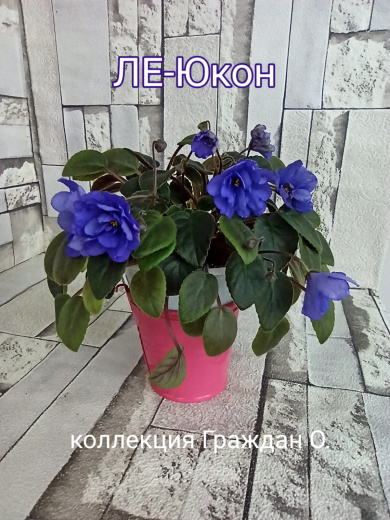 ЛЕ-Юкон