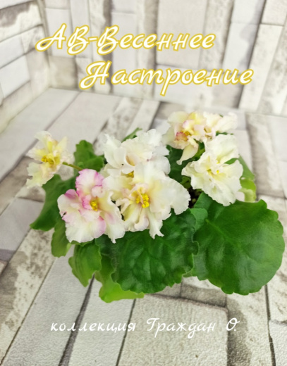 АВ-Весеннее Настроение