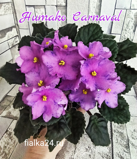Humako Carnaval (Humako)