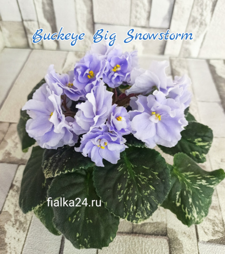 Buckeye Big Snowstorm (Hancock)