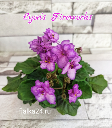 Lyon's Fireworks (Sorano)