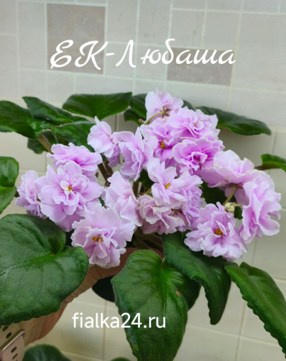 ЕК-Любаша