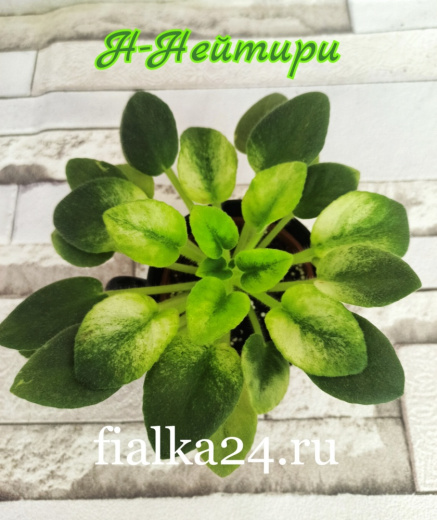 Н-Нейтири