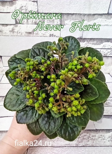 Optimara NeverFloris (Holtkamp)