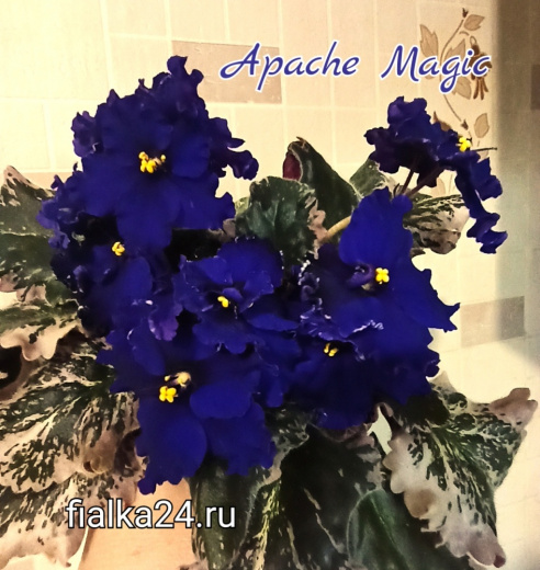 Apache Magic (J.Munk)