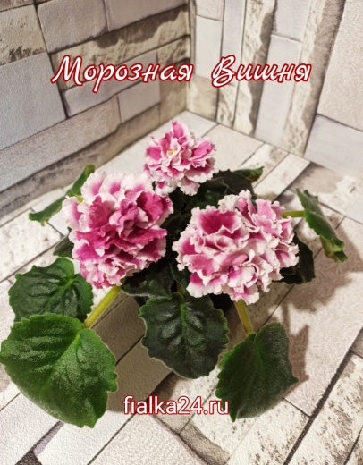 Морозная Вишня