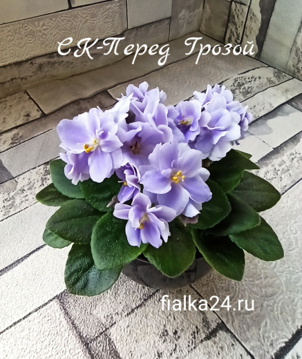СК-Перед Грозой