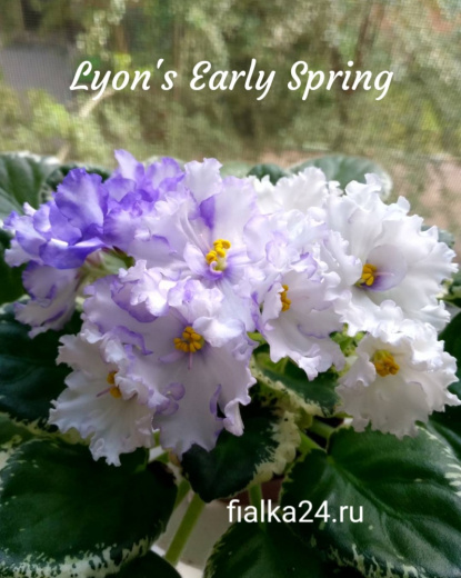 Lyon's Early Spring (Sorano)
