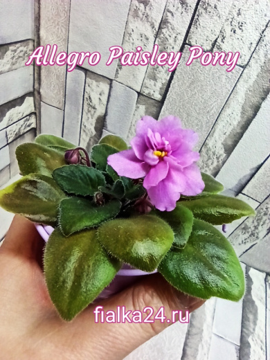 Allegro Paisley Pony (Stromborg)
