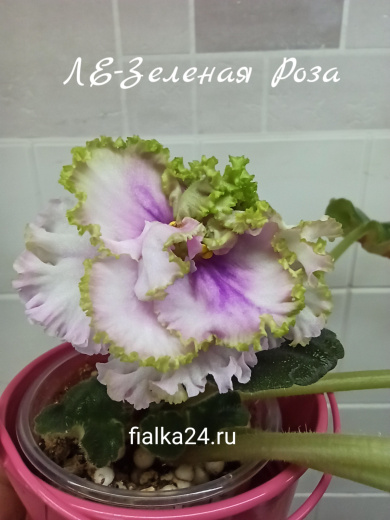 ЛЕ-Зеленая Роза