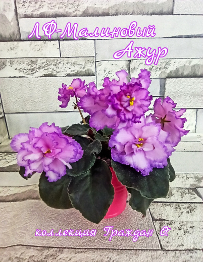 ЛФ-Малиновый Ажур