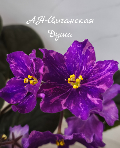 АН-Цыганская Душа
