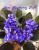 Ness' Blueberry Puff (D.Ness) 