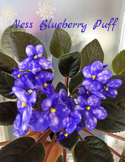 Ness' Blueberry Puff (D.Ness) 