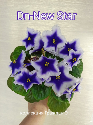 Dn-New Star
