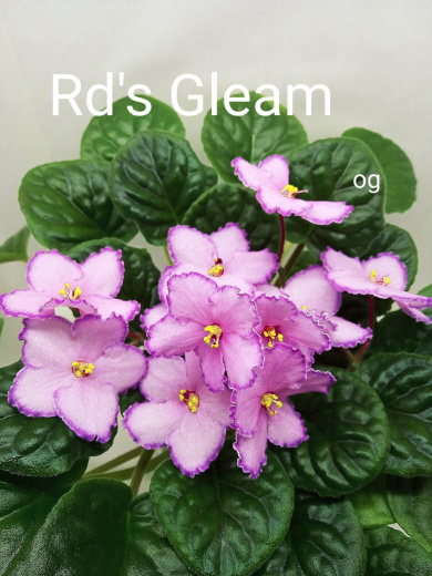 RD’s Gleam (R&D.Townsend)
