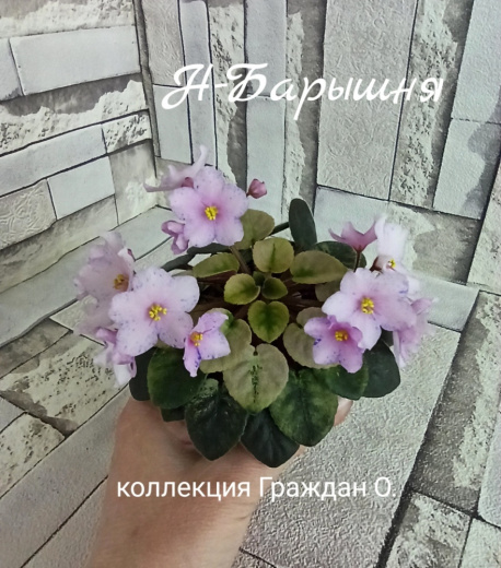 Н-Барышня