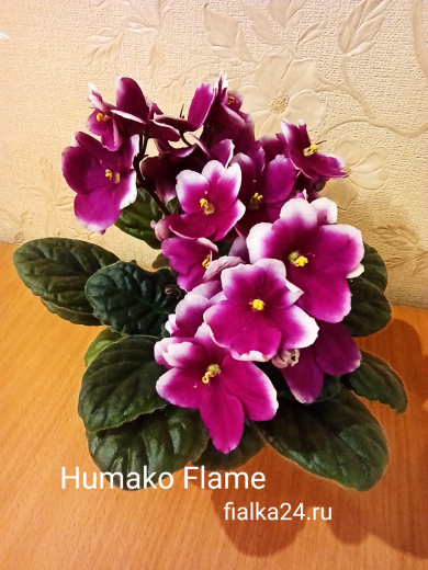 Humako Flame