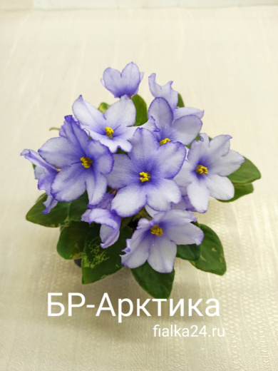 БР-Арктика 