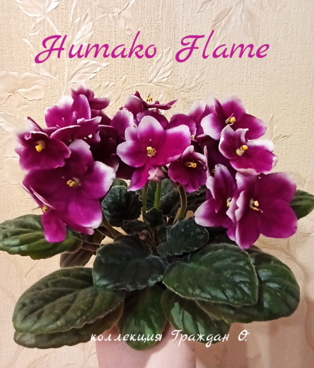 Humako Flame