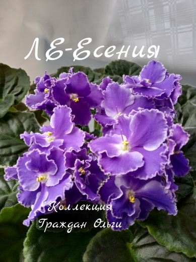 ЛЕ-Есения
