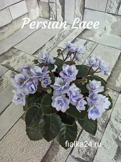 Persian Lace (Sorano)