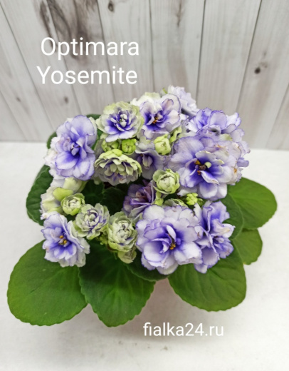 Optimara Yosemite (Holtkamp)