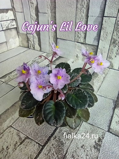 Cajun's Lil Love (Thibodeaux)