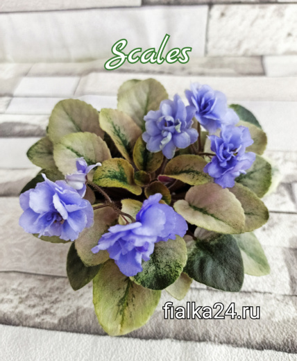 Scales