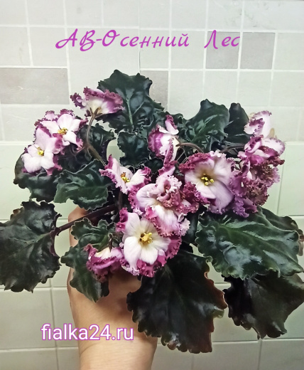 АВ-Осенний Лес