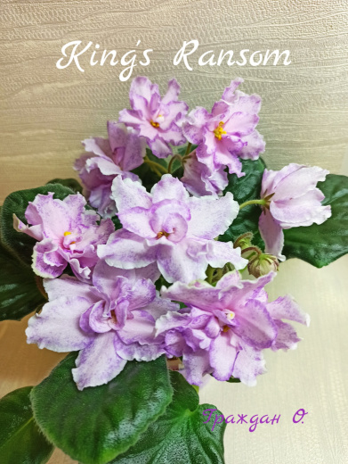 King's Ransom (LLG/Herringshaw)