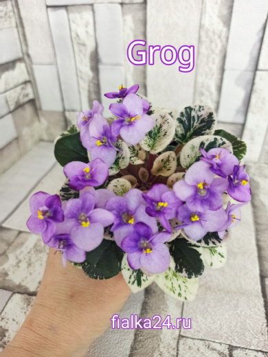 Grog (Pittman)
